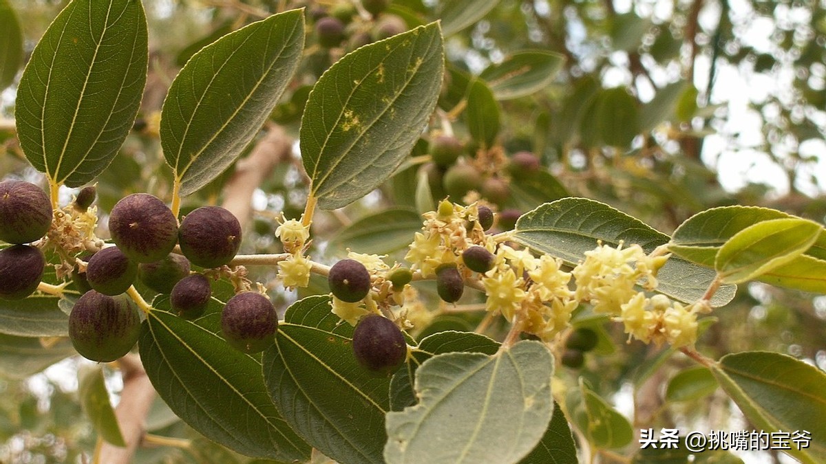 同在非洲大陆，同胞国家忍饥挨饿，它还出口牛油果、芝麻到中国