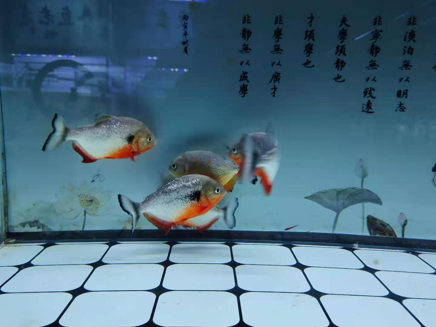 观赏鱼受伤了应该怎么处理,刚买的观赏鱼能退换吗