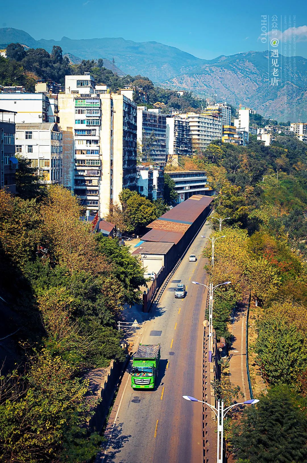 攀枝花是一种什么花,什么是攀枝花铁树