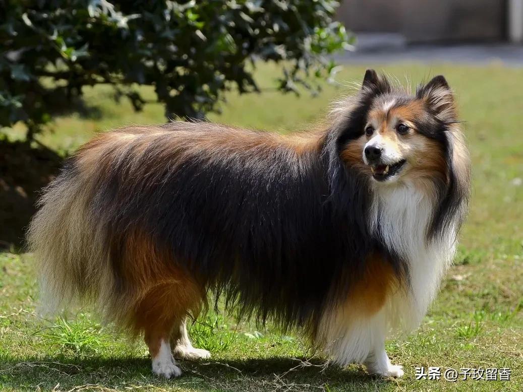 狗的种类常见宠物狗的品种及特点,宠物狗种类及特点