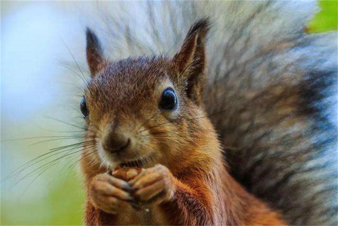 世界上最聪明的动物是什么动物,世界上最聪明的十种动物排名