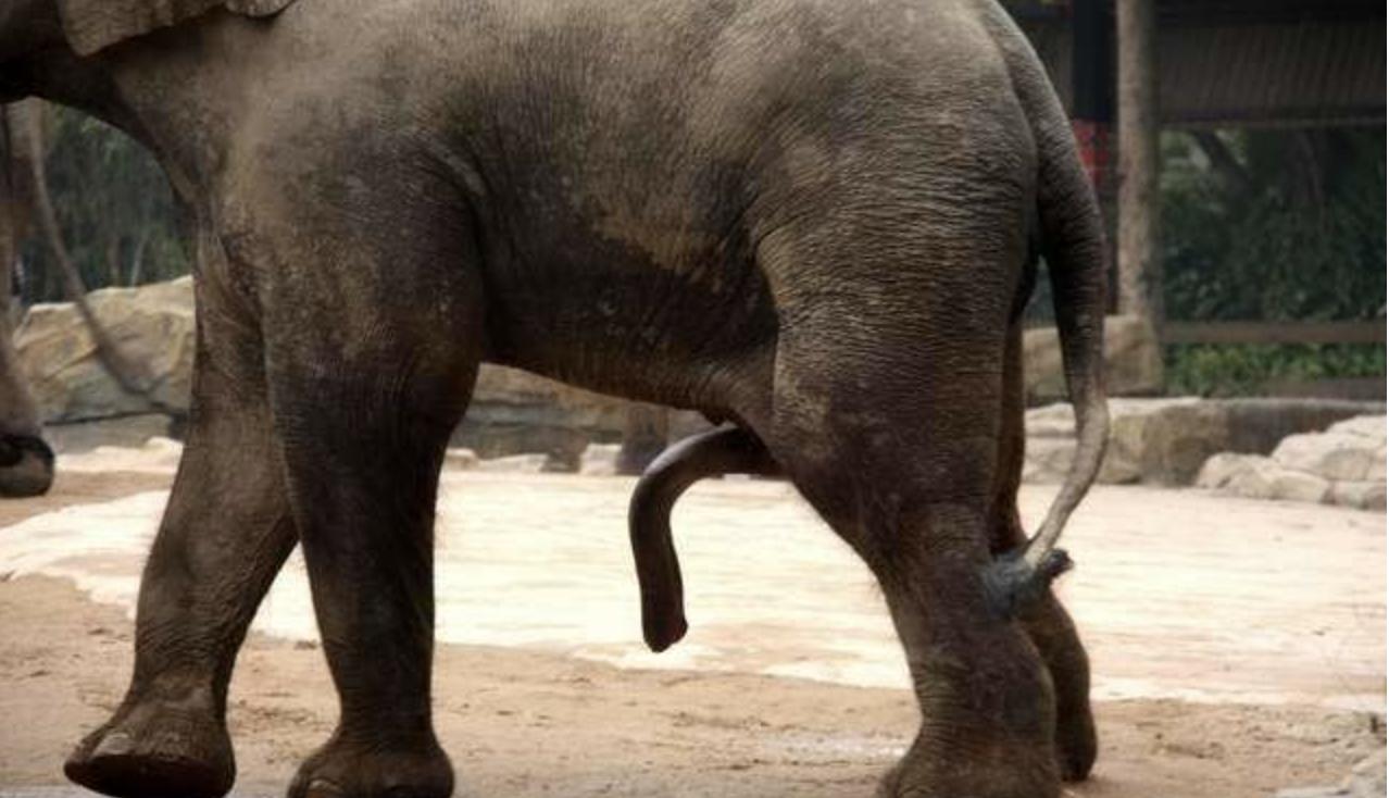 笨重的大象如何交配?