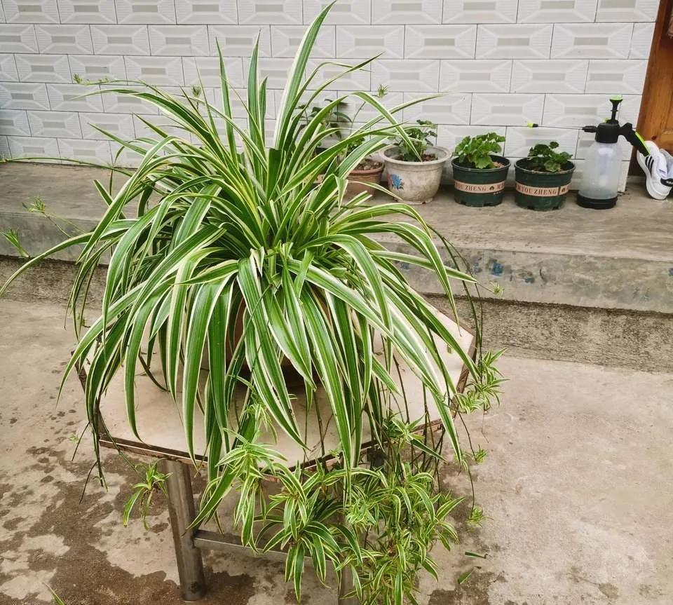 装修完房子养什么花可以去除甲醛,新房什么花吸甲醛最好最快