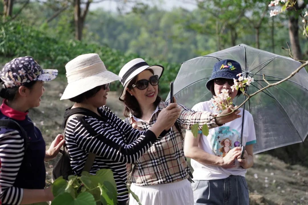 正安油桐种植项目,正安油桐加工厂