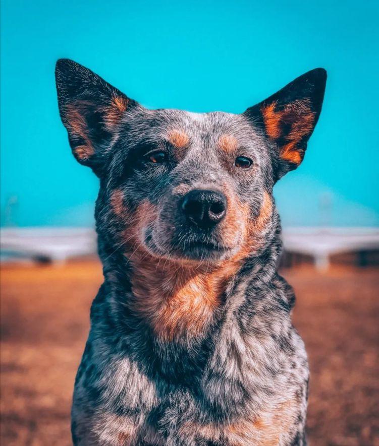 十二星座最像什么狗狗,12星座命中注定的狗狗