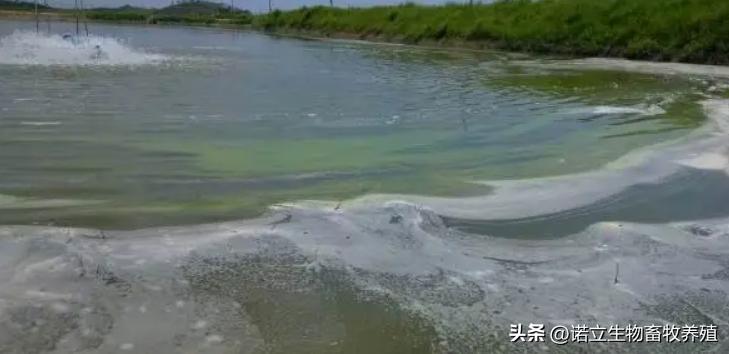 弧菌引起对虾ems怎么处理,对虾ems是什么原因引起的