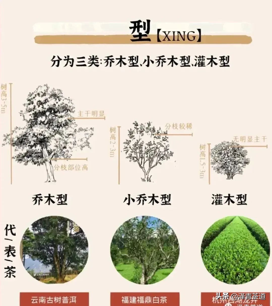 为什么茶树的南比北多,茶树生长的原因有哪些