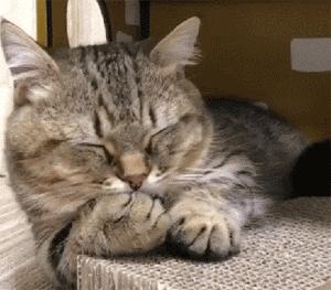 洋猫土猫差距有多大网友太真实了,土猫和宠物猫品相的区别