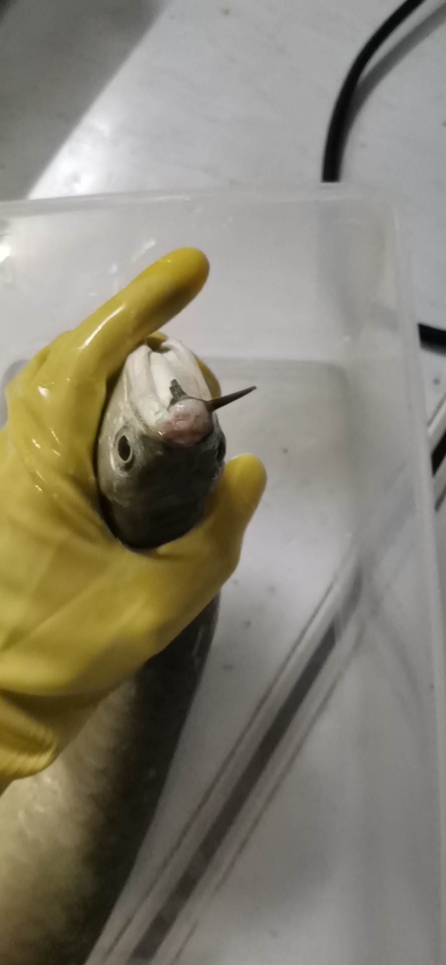 龙鱼病害防治图片,龙鱼常见疾病表现图片