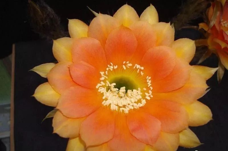 200种·仙人球开花图鉴，大开眼界，美到爆