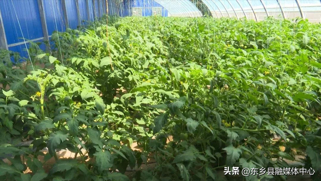 【调结构兴产业强三农】东乡县龙泉镇：蔬菜长势喜人致富“丰”景美好