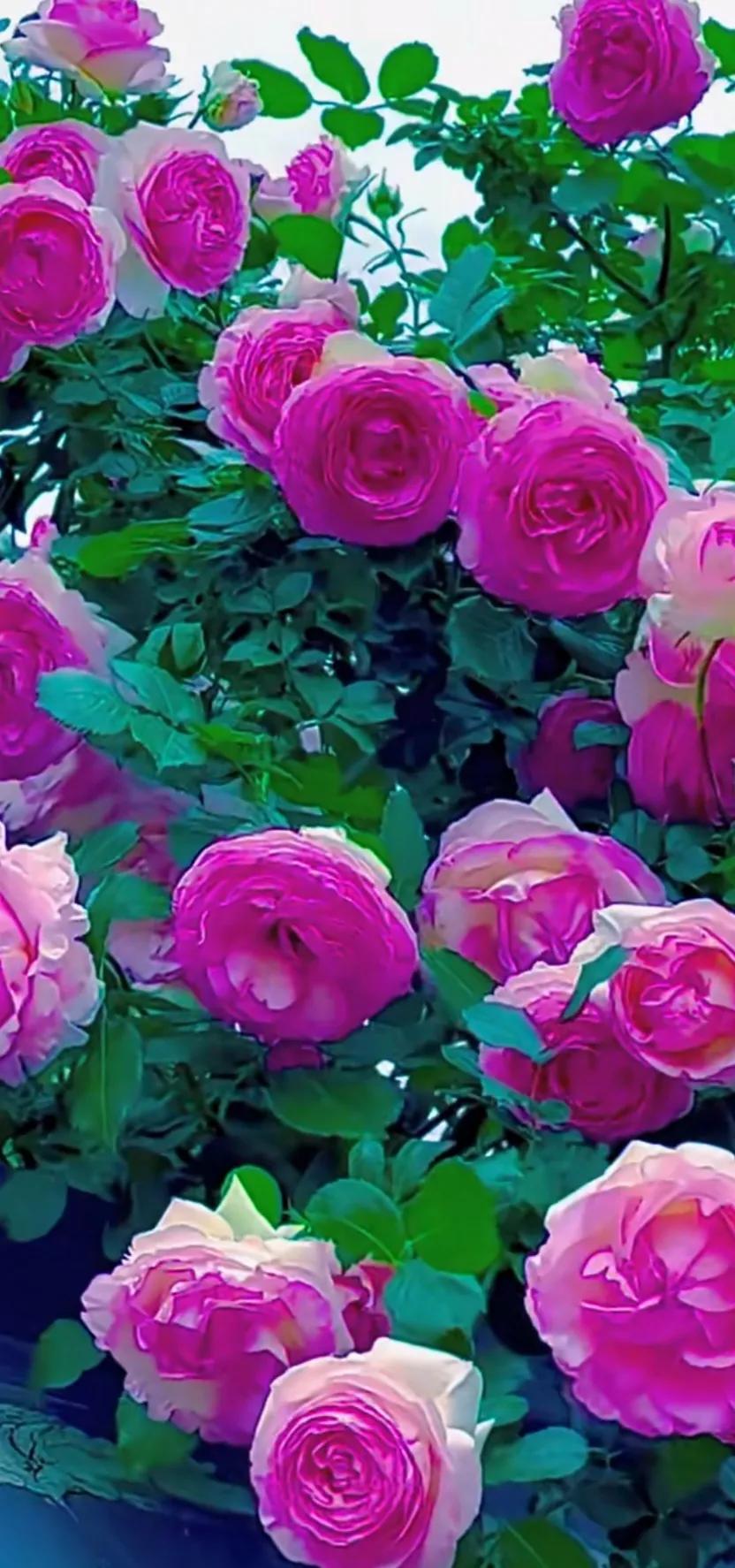 美到极致的月季花图片,仙气十足的月季花图片