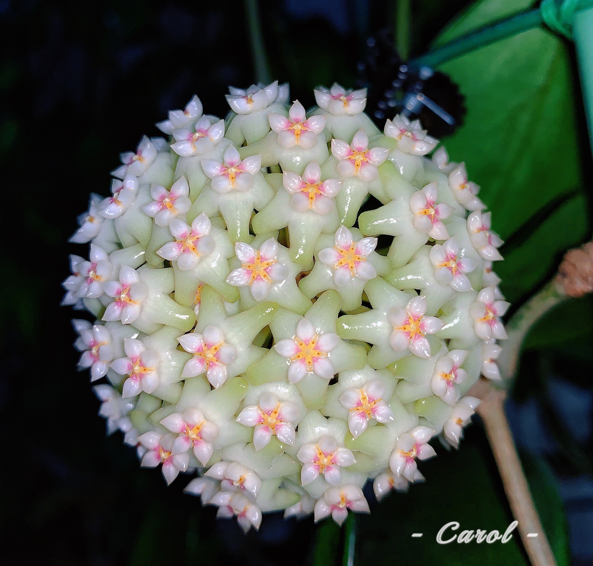 新手养球兰，就选“羊脂玉”，皮实好养，又美又香，而且开花勤奋