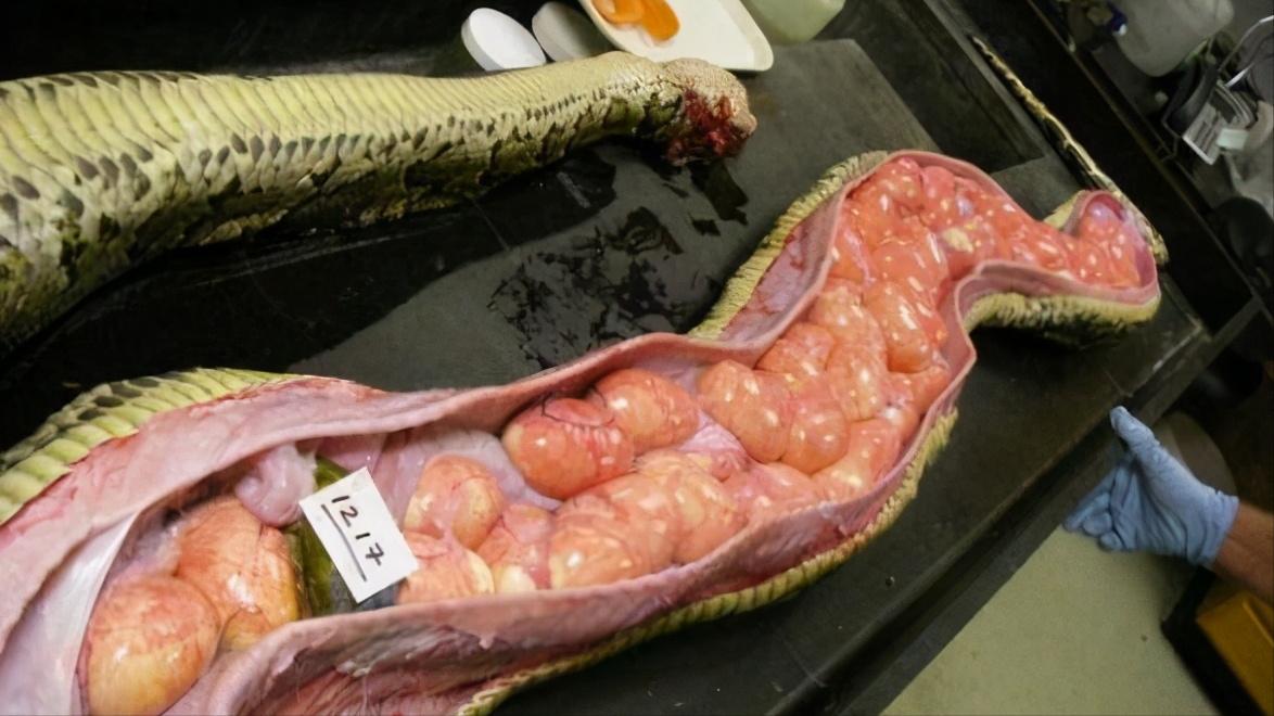 美国佛州最大缅甸蟒,美国蟒蛇泛滥原因