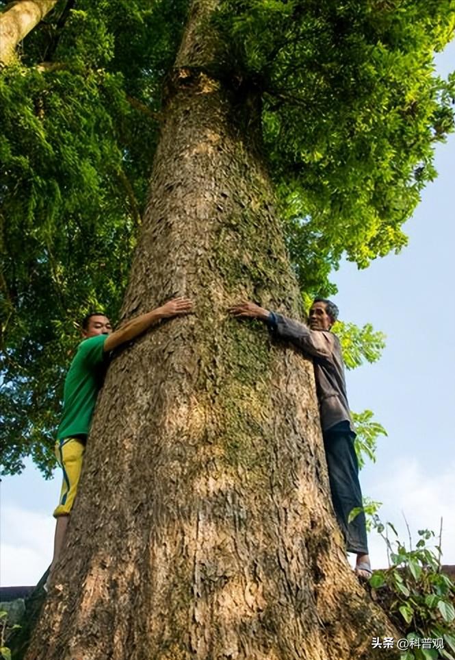 金丝楠木有多贵树苗才12元一棵,金丝楠木树价值两亿多