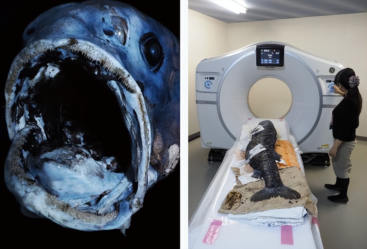 日本拍到了一条巨型深海鱼,现超2.5米长巨型深海鱼