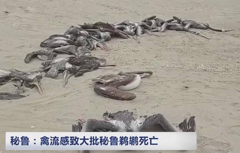 鹈鹕吃长颈鹿动画版,鹈鹕咬长颈鹿