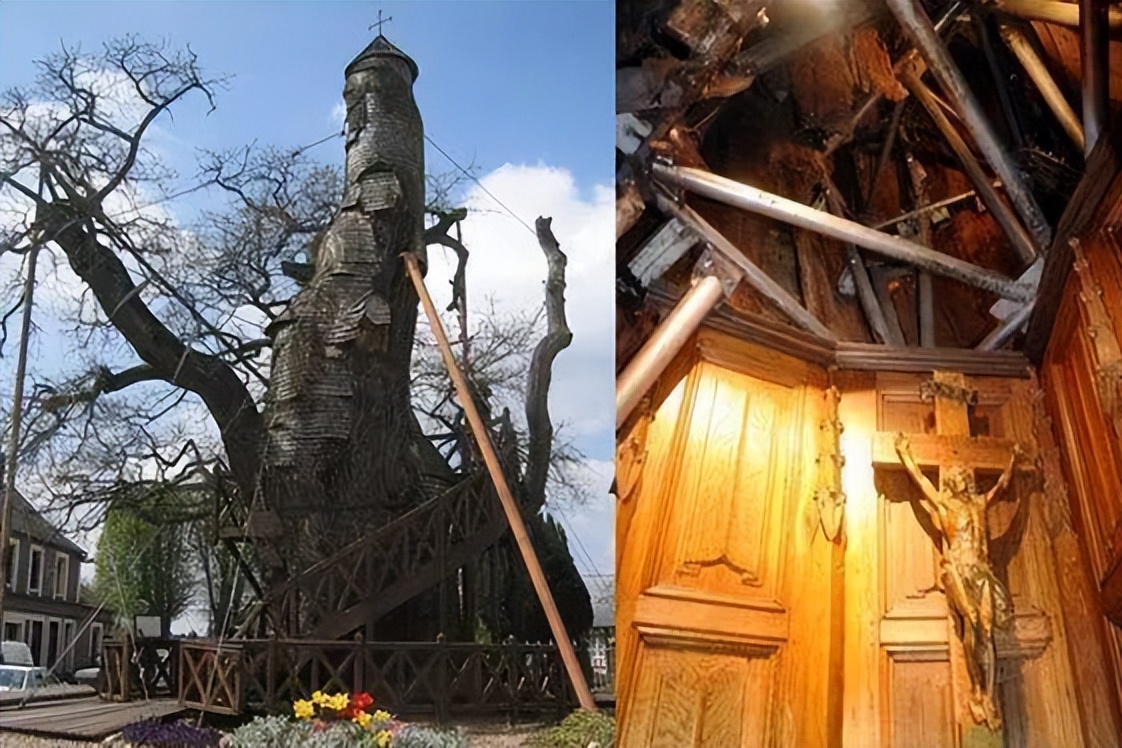 一棵树就是一个景点,一棵树的春夏秋冬绝美风景