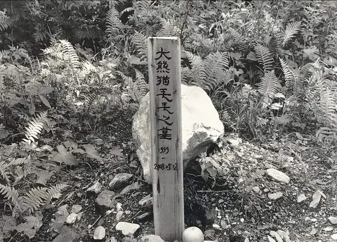 动物园的老虎死了尸体怎么办,动物园老虎的尸体怎样处理