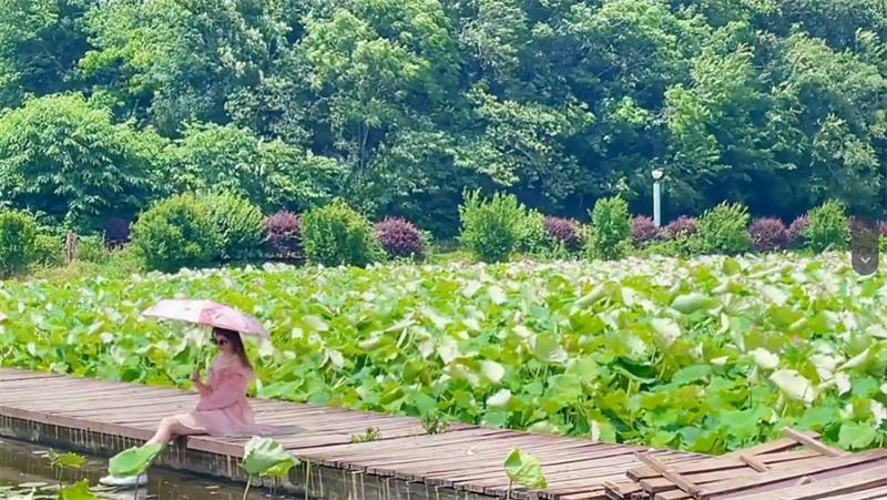 信阳荷花打卡地,信阳赏荷花视频