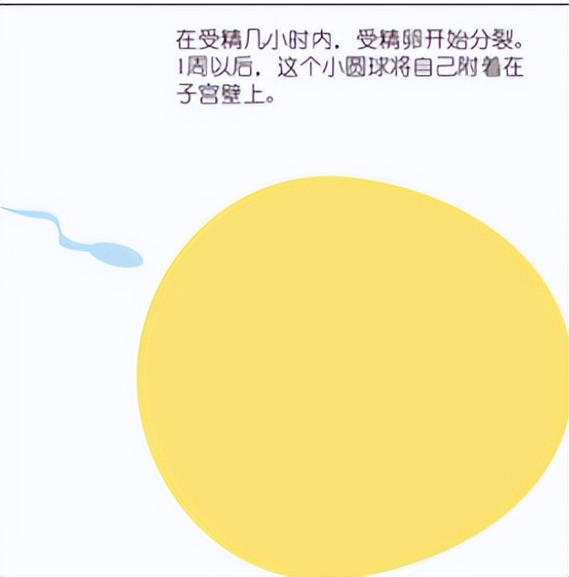 十月怀胎都是怎么度过的,十月怀胎过程视频大全