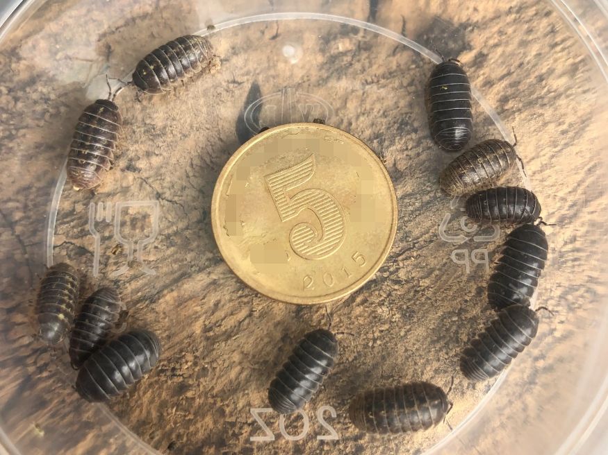 花盆中千足虫和蚂蚁怎么处理,花盆里土里的千足虫子怎么消灭