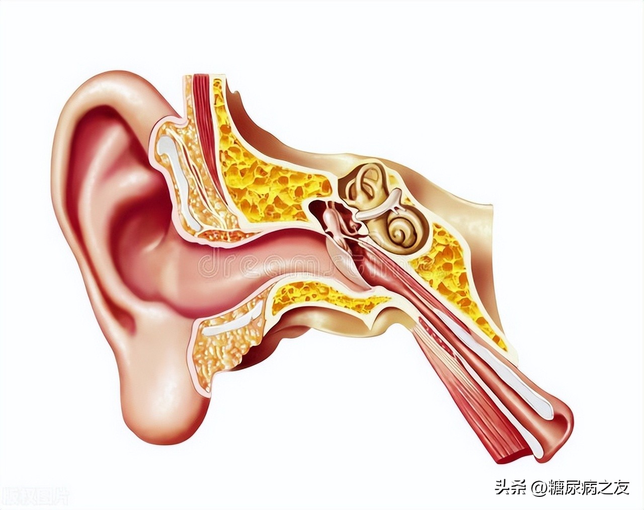 身上两处发痒别大意或是血糖,身体哪两处痒预示血糖超标