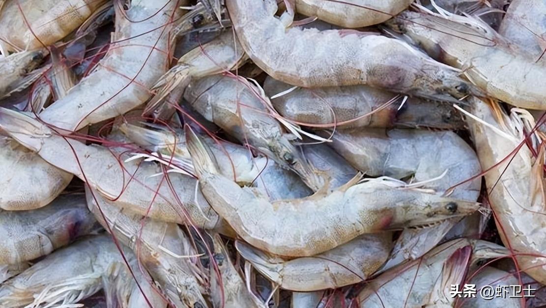 对虾加不上料什么原因,对虾怎么喂料好