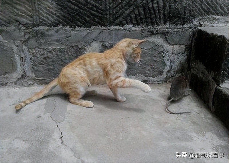猫抓住老鼠后为什么老鼠放弃抵抗,猫抓住老鼠为什么要玩