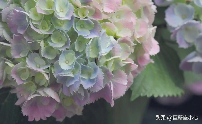 爱一个人，形态多变的狮子座，会撒娇会胡闹，有责任有魄力有担当