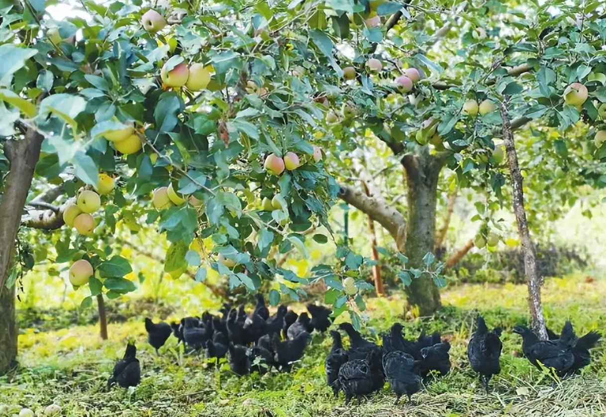 林下养鸡为何没人干了,农村林下养鸡为何如此迅速淘汰
