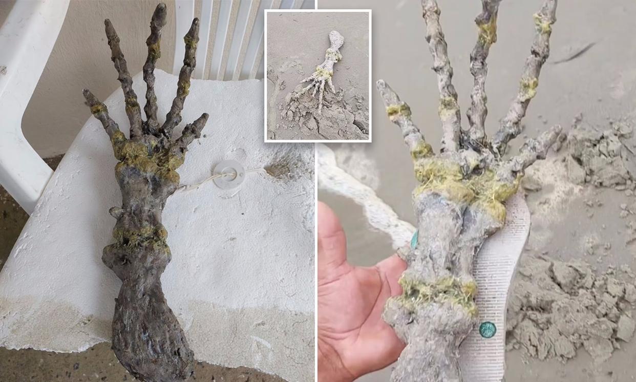 最神秘的鲸鱼铲齿中喙鲸,最神秘的喙鲸