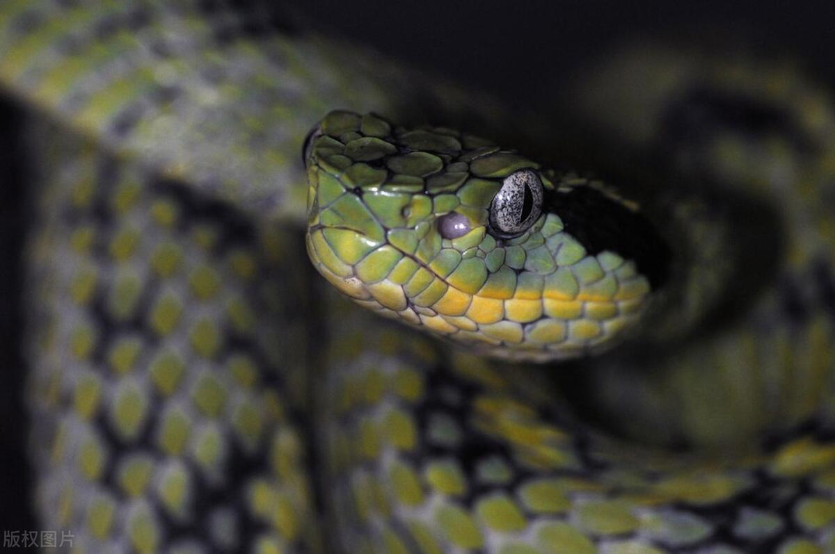 驱赶蚊虫蛇鼠的妙招,怎么预防老鼠蛇进入室内