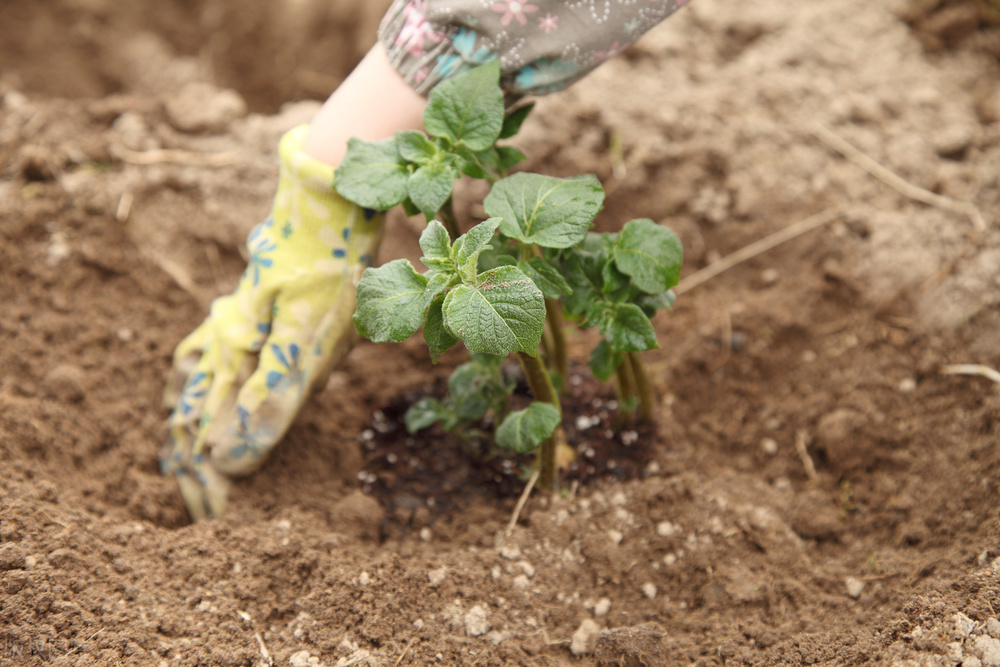 土豆怎么种植高产最好,土豆种植技术和培土方法