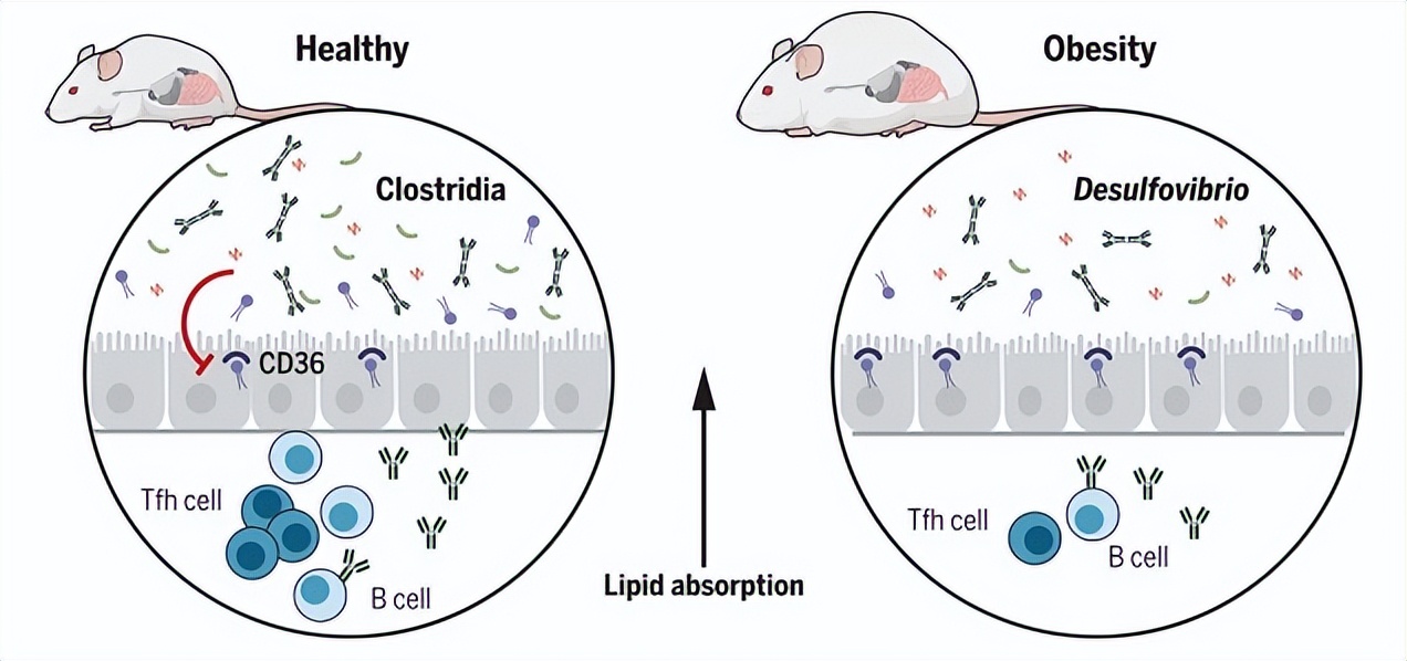 仓鼠会控制体重吗,仓鼠有免疫细胞吗