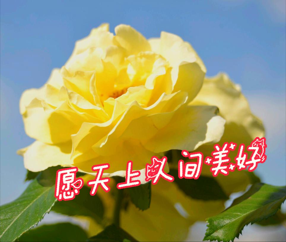 清明节雨纷纷举国上下寄哀思,清明节伤感词思念天堂的父母