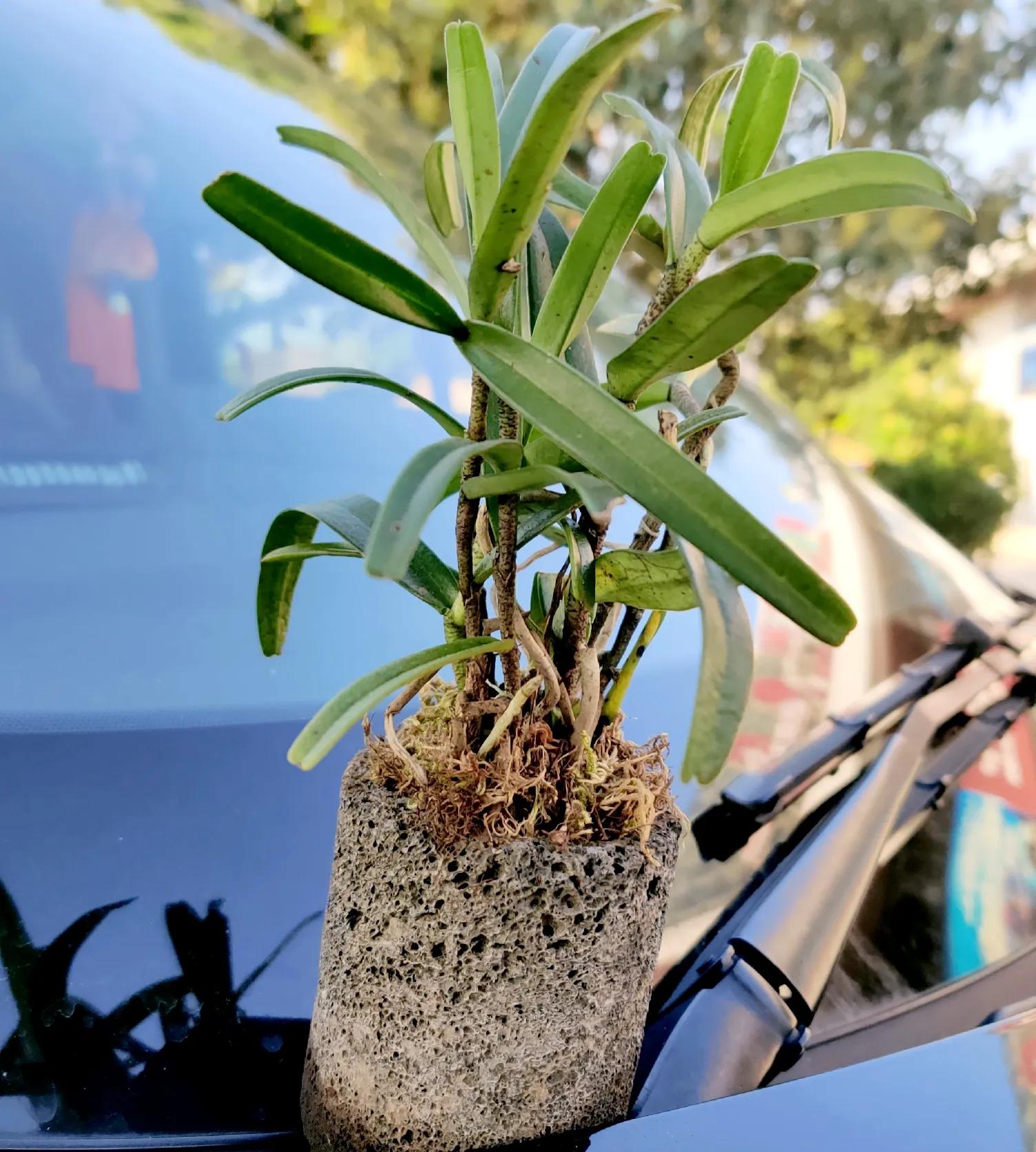 流浪生活27天视频,流浪36天云南腾冲