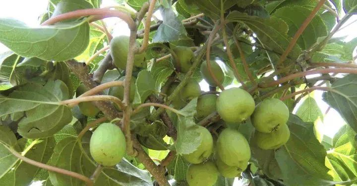 绿心猕猴桃和海沃德猕猴桃区别,海沃德猕猴桃种类