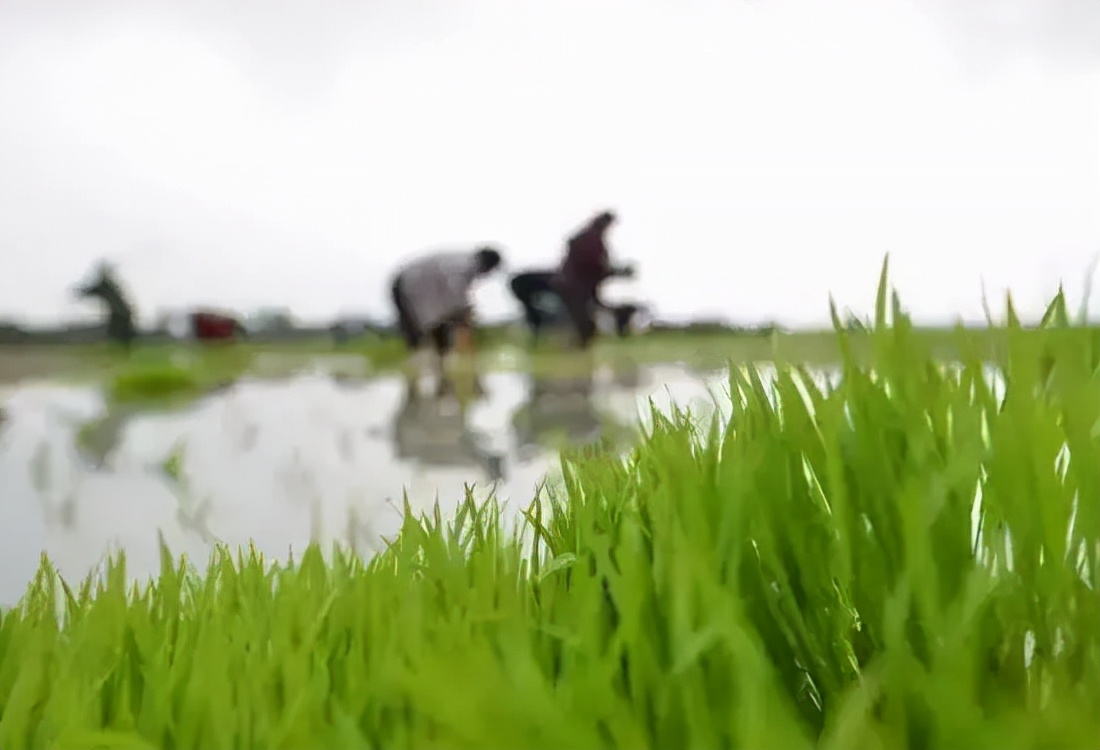菜吧：采摘、垂钓、认养做不好？这样升级还能找条活路