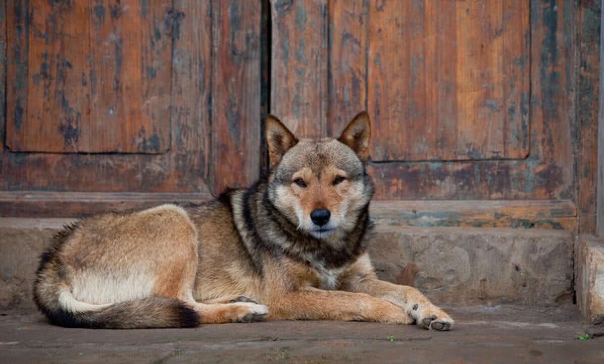 土狗为什么比宠物狗好养,养土狗与养宠物狗有什么区别