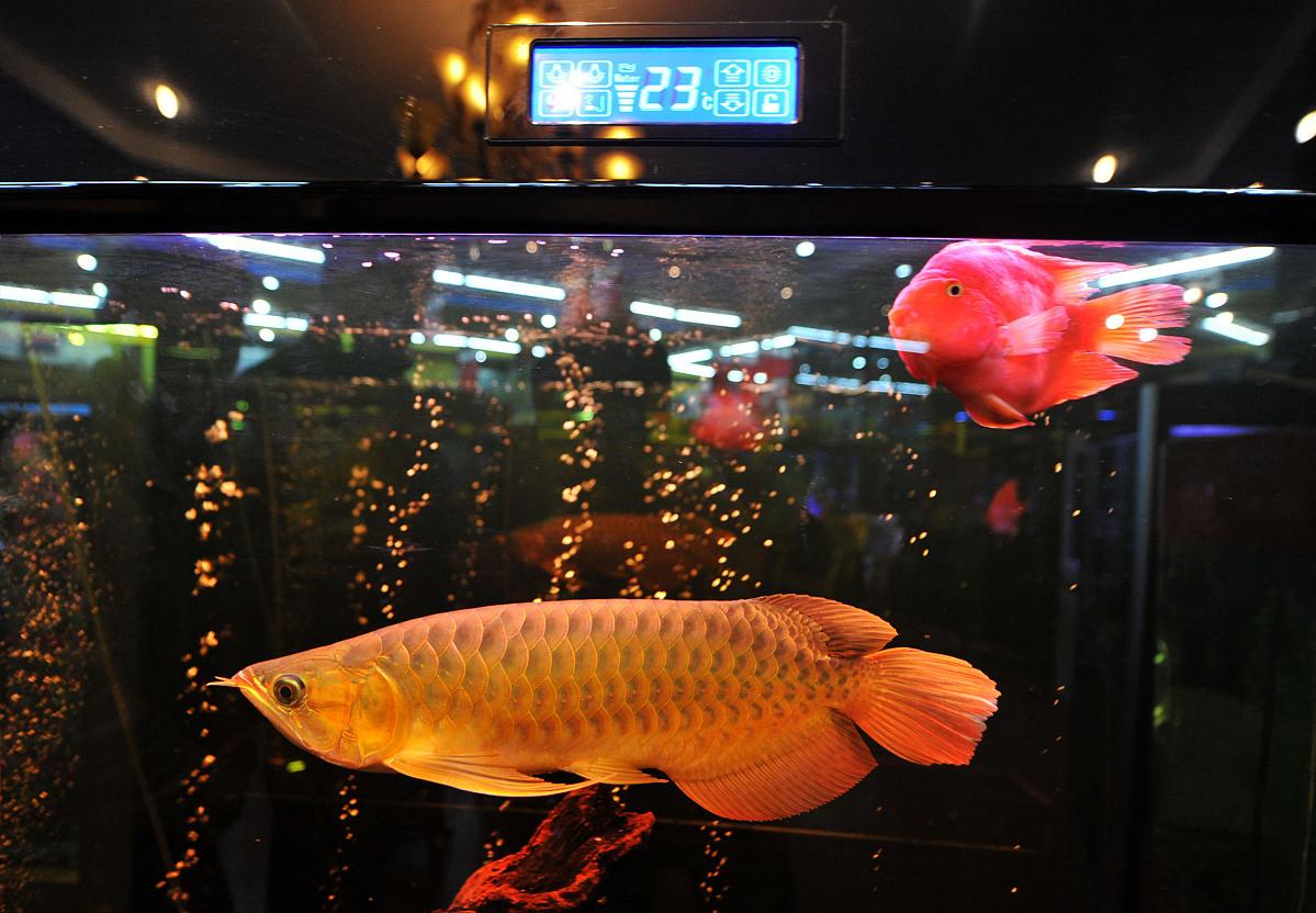 急救金龙鱼,如何救金龙鱼