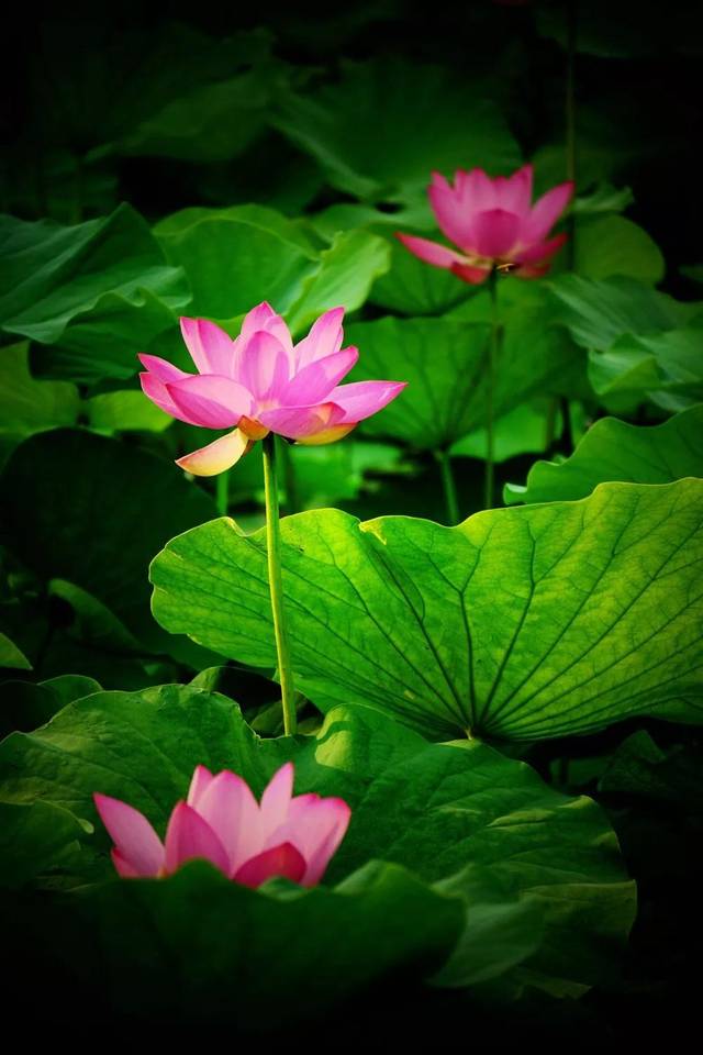 夏日荷花有多美,夏日的荷花有多美