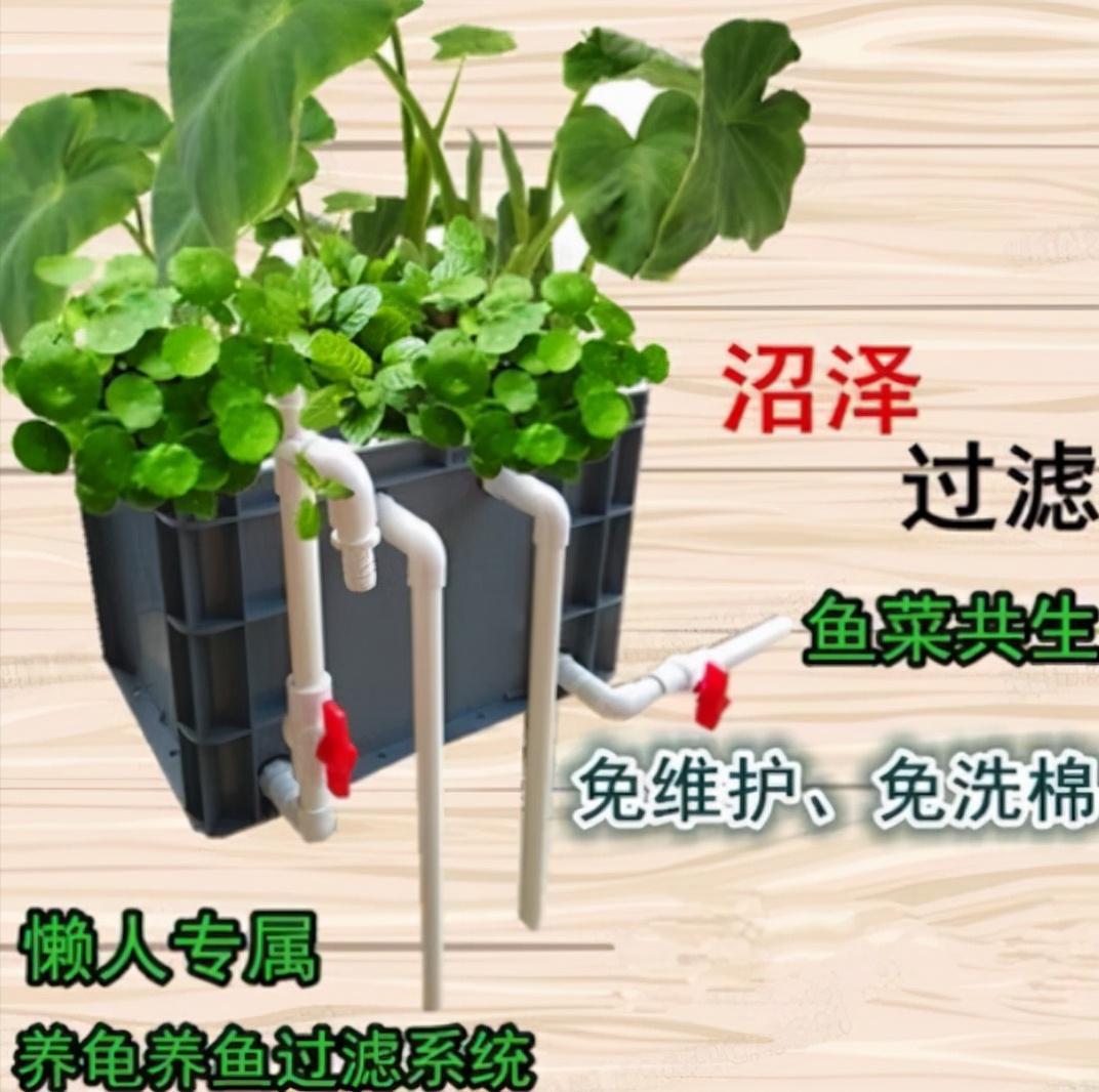 鱼缸在太阳下晒几天会爆藻,鱼缸爆绿藻去哪里买藻种