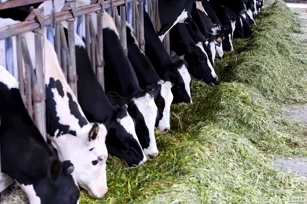 江苏绿健乳业,绿健乳业价格公示