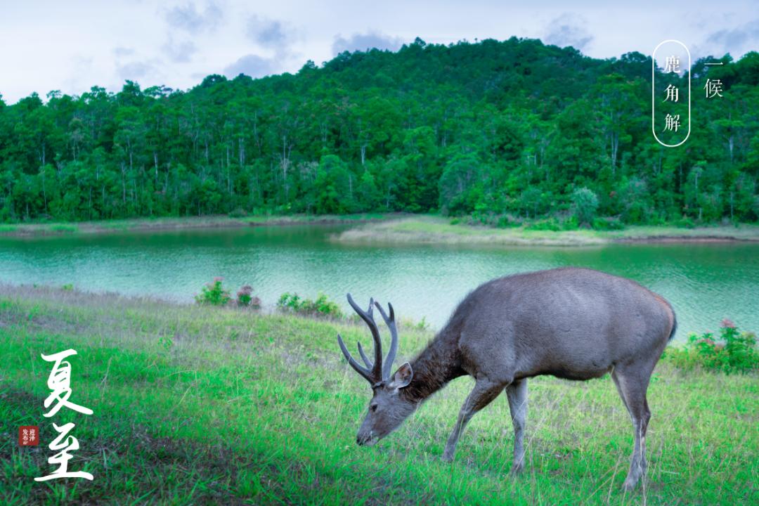 节气夏至已至向阳而生,节气夏至一切如约而至