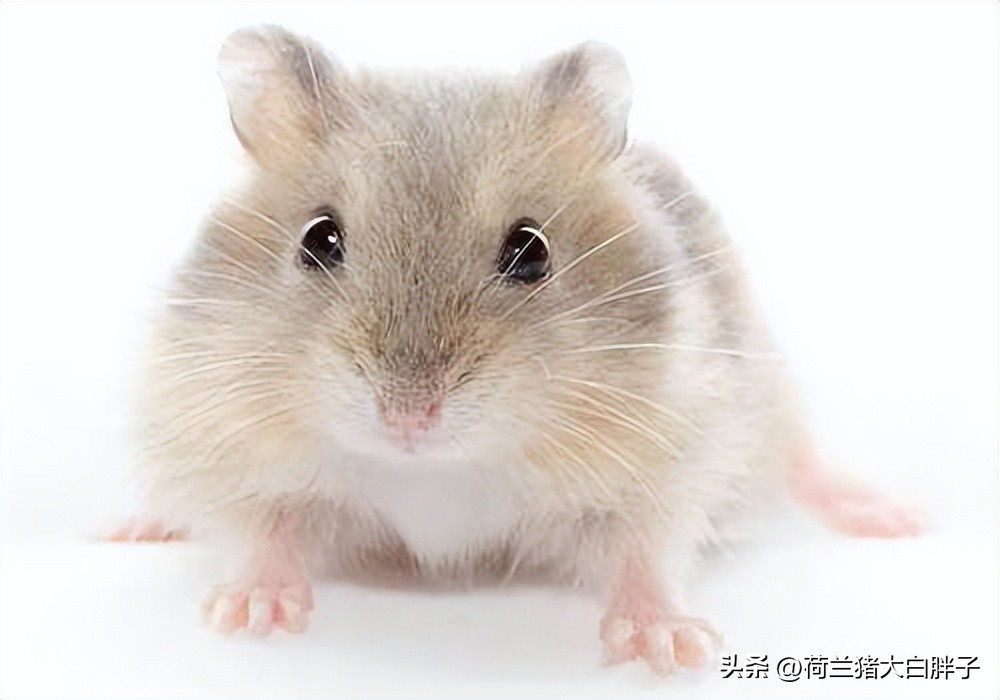 仓鼠牙齿太长又不敢剪它如何吃饭,仓鼠的牙齿太长怎么办