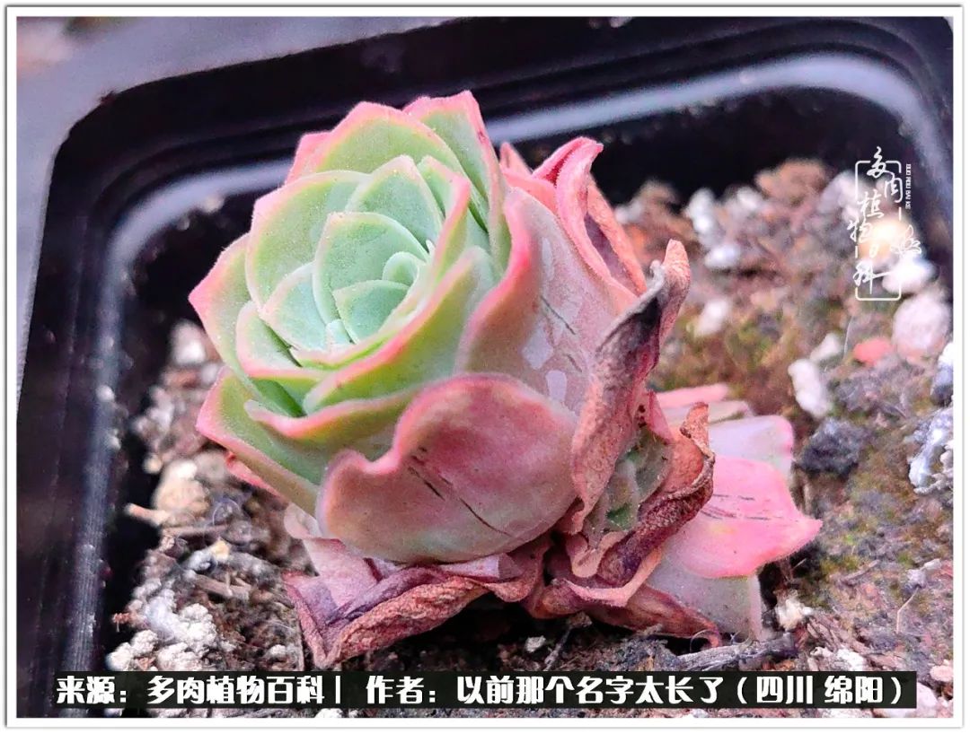 夏天山地玫瑰,小清新山地玫瑰