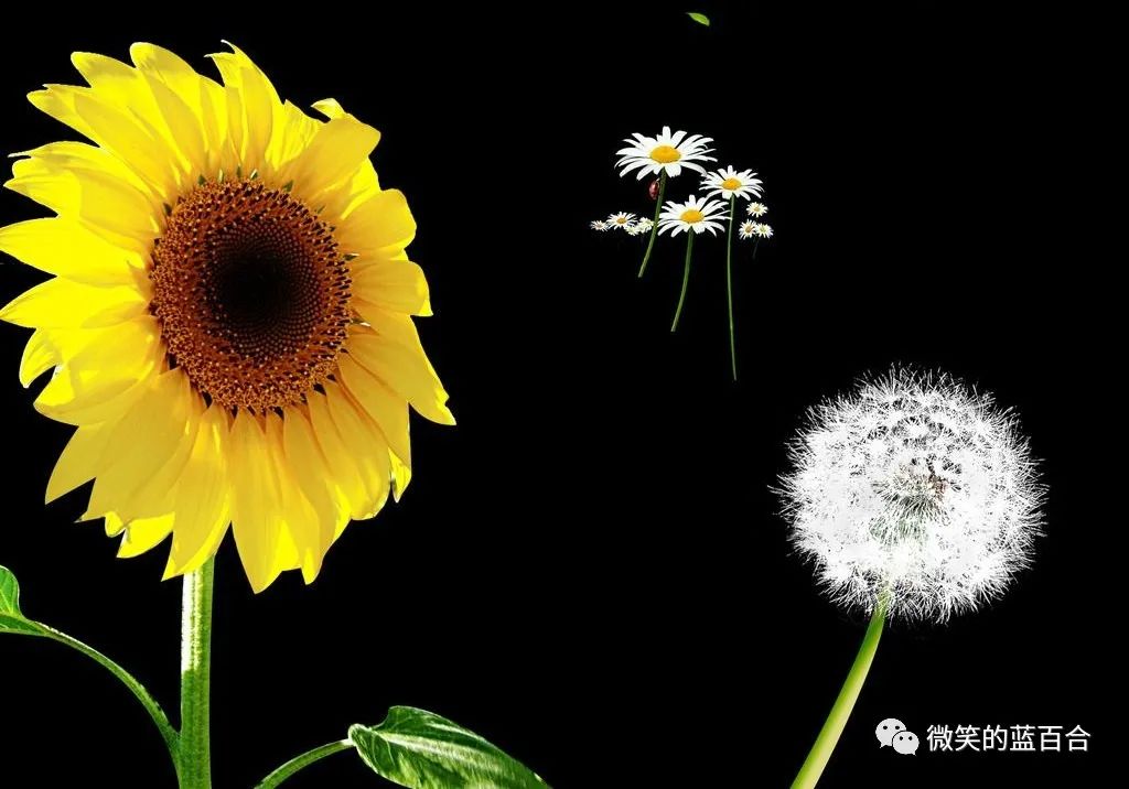 弱德之美视频,弱德之美解读