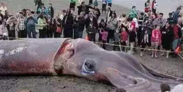 深海的巨型生物比鲸鱼还要大,海里面有比鲸鱼大的生物吗