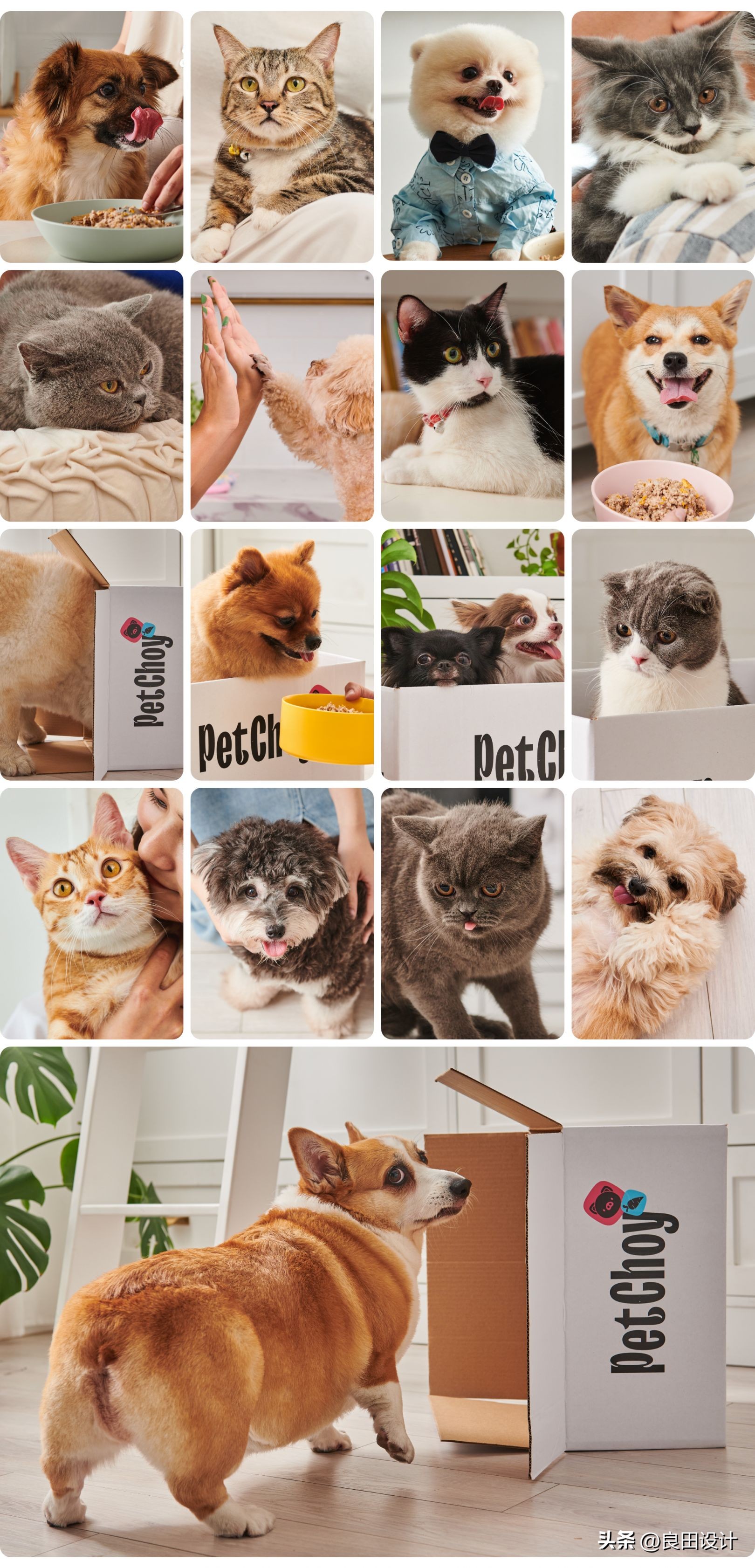 宠物食品包装,宠物食品包装设计